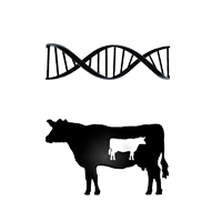 CRRA